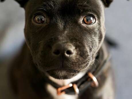Nationale d’élevage : Staffordshire Bull Terrier
