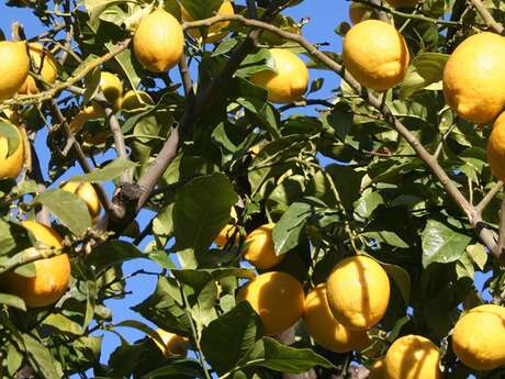 Producteur Citron de Menton IGP - Stéphanie Verdino