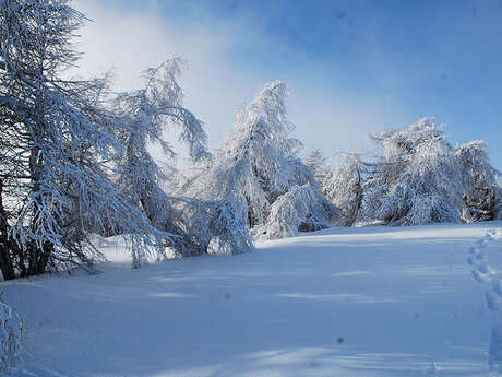 Sortie raquettes "Neige, nature et faune" circuit demi journée