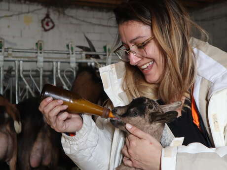 La tétée des chevreaux