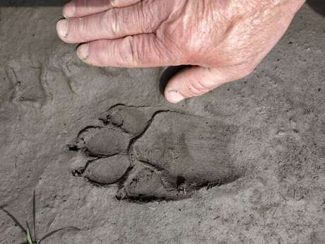 Quelle est cette empreinte ?