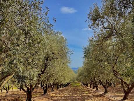 Oliveraie Domaine de La Pierre Plantée