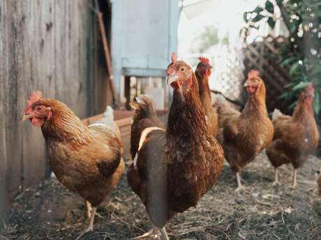 Les Poulets de Maud