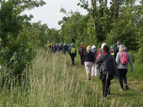 Marche pour les Restos du Cœur