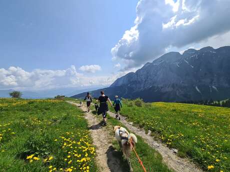 Balades avec les chiens de traineau