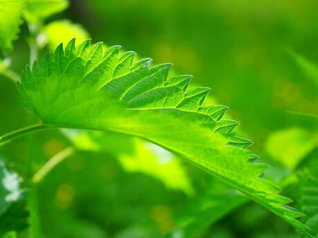 Le fabuleux monde des plantes sauvages et aromatiques - Balade botanique