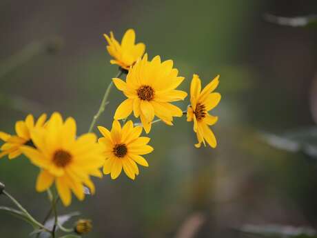 Sentier ethnobotanique - Les plantes comestibles