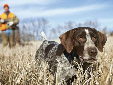 Concours canin départemental