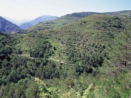 Sull'Alta Via Ligure - L'anello del Mont Torrage