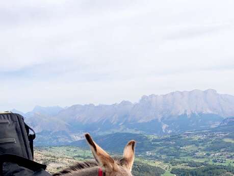 Rando nature au rythme des grandes oreilles - Les ânes de Milou