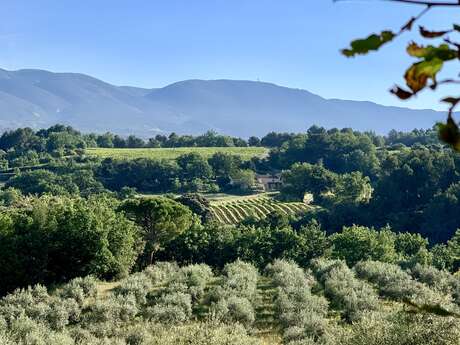 Moulin à Huile & Domaine Bastide du Laval