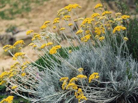 Balade botanique | Rendez-vous Un dimanche en Provence Verte & Verdon