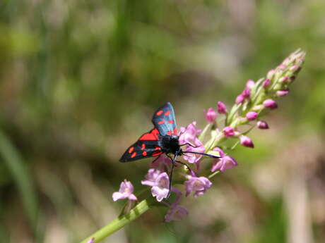 Stage de perfectionnement en entomologie