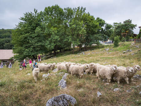 La Ferme des Moulis - Mohair Pyrénées