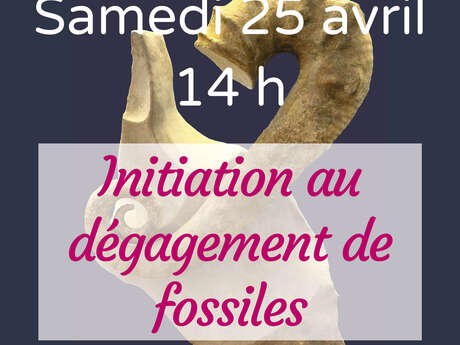 Atelier d'initiation au dégagement de fossiles