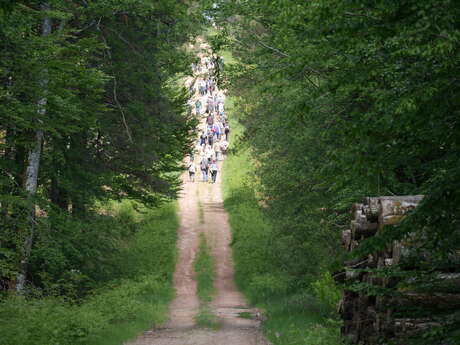 Visite guidée de la forêt de Tronçais par l'Office de Tourisme Montluçon, du Cher à Tronçais