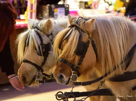 Pony rides in the city centre