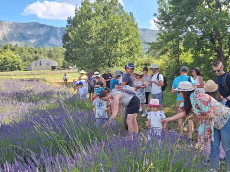 Visite guidée de la lavande en fleur - Lavanderaie des Hautes Baronnies