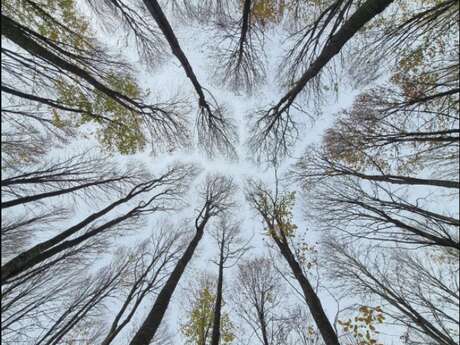 Erzählspaziergang: Geschichten über Bäume