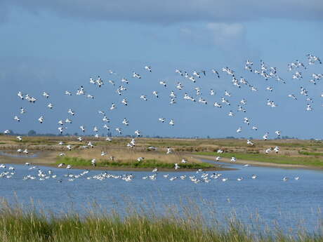 Moëze-Oléron Nature Reserve