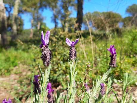 My wild herbarium" guided walk