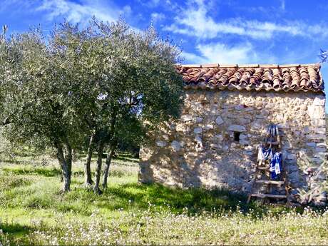 L'olive enchantée du Verdon
