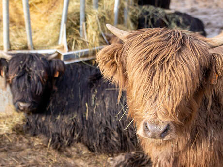 L'Ain de ferme en ferme : le Gaec Ferme sur la Tour