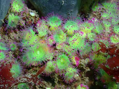 Buceo con el Nautilus de octubre a mayo (formación y educación)