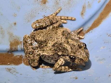 Initiation sauvetage amphibiens