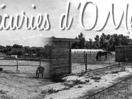 Les Écuries d'O'Mektoub