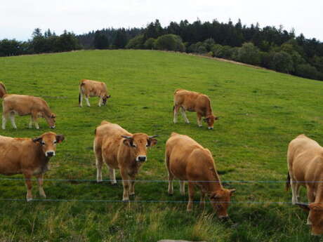 Les Rendez-vous de mon Parc "Journée d'estive avec les vaches"