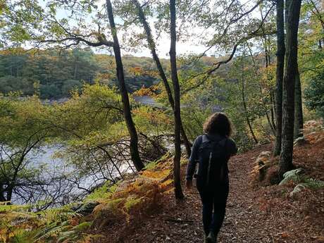 Bains de forêt avec Lézard des Bois