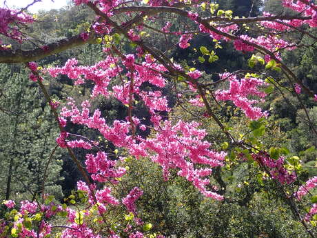 Des arbres, des plantes et un village