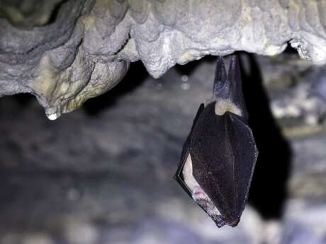 Projection-causerie : Les chauves-souris