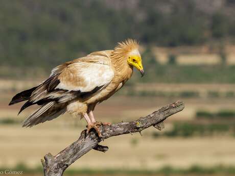 Au pays des grands rapaces