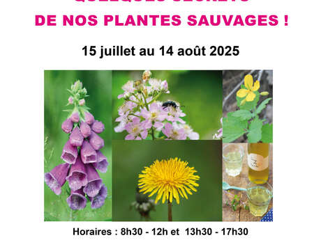 Exposition : Quelques secrets de nos plantes sauvages !