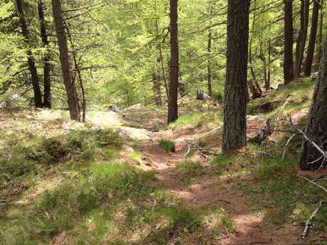 Dans la forêt de mélèzes !