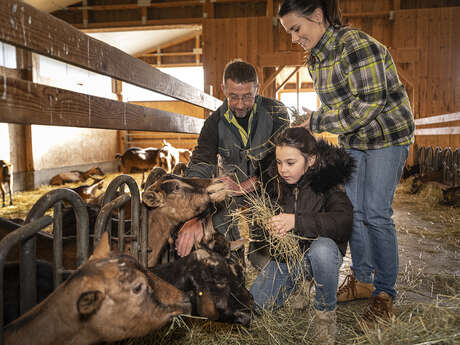 Visit the goat farm in Vesonne
