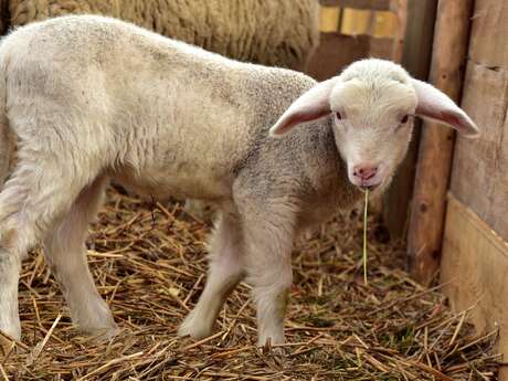 Les Bêles des Sorgues