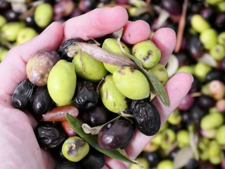 Le Moulin de l'Argens