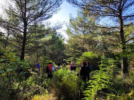 Immersiver Spaziergang auf dem Mont Faron - Fête de la nature 2026