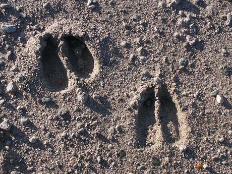 Traces et empreintes - sortie accompagnée pour les enfants