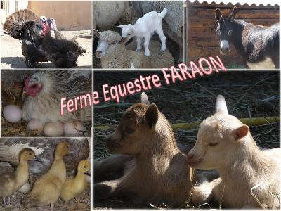 Centre Equestre Faraon