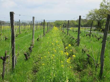 Les Vignes selon Val