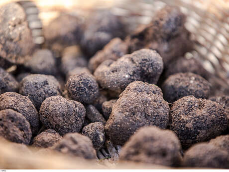 SAS Les Truffières du Luberon