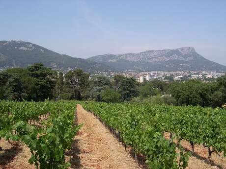 Domaine du Clos Lamalgue