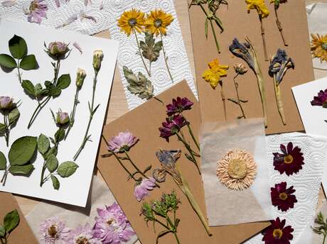 Un herbier à faire en famille