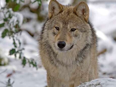 Immerse yourself in the fascinating world of wolves with our guided tours