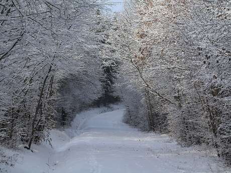 L'arbre et l'hiver