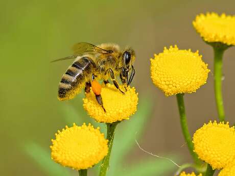 Découverte du sentier des abeilles de la Font de Mai